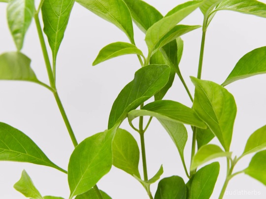 Rhinacanthus nasutus leaf6.jpg